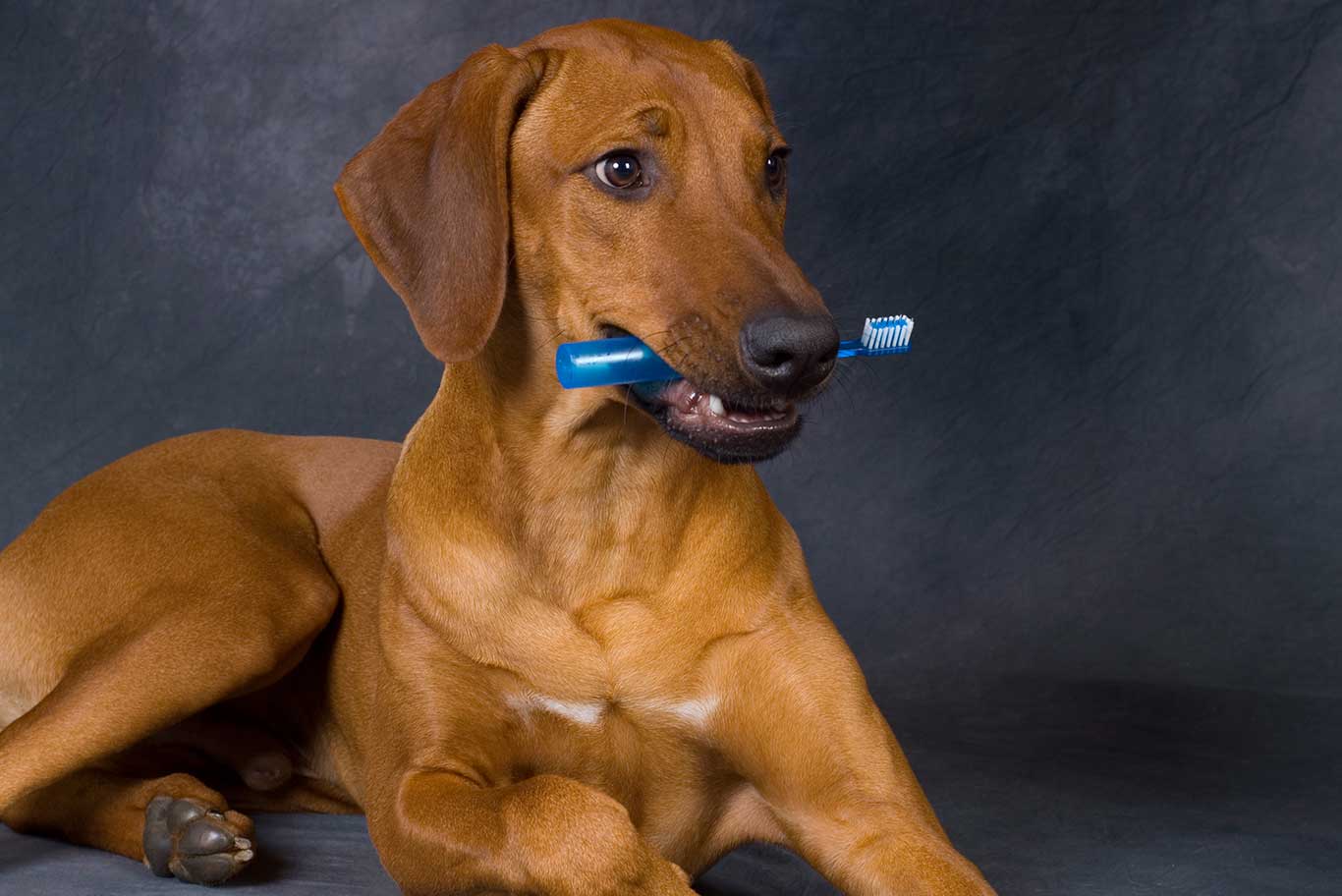 Brown dog holding toothbrush in his mouth