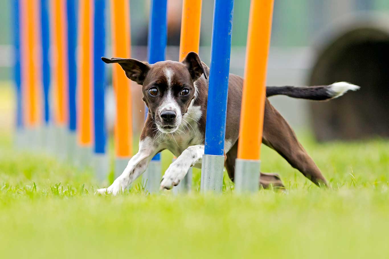Puppy running around training cones