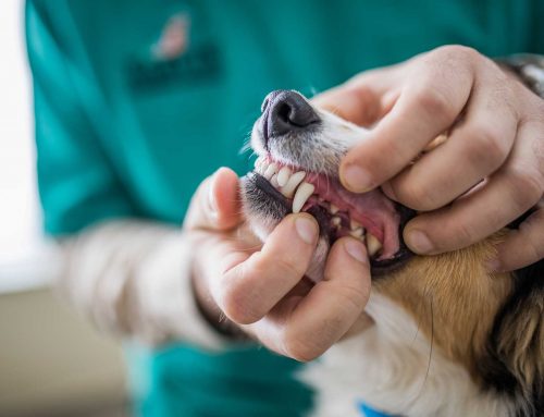 The Importance of Dental Care for Your Pet